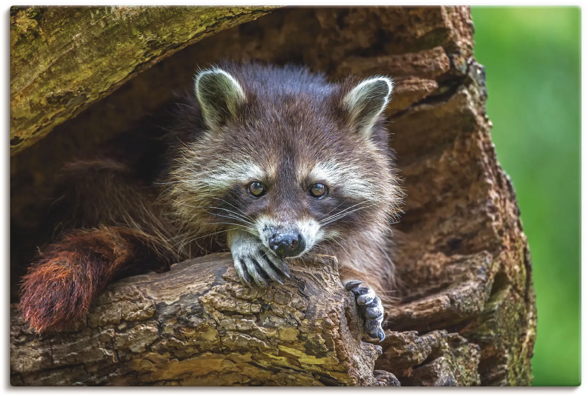 Artland Leinwandbild »Waschbär«, Wildtiere, (1 St.), auf Keilrahmen gespannt Artland braun