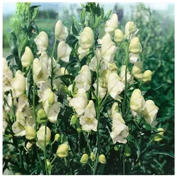 Aconitum napellus 'Album', Eisenhut, weiß, ca. 11x11 cm Topf