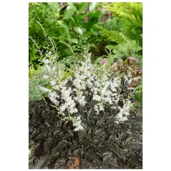 Astilbe simplicifolia 'Praecox Alba', weiß, ca. 9x9 cm Topf