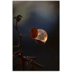Artland Leinwandbild »Seifenblasen auf Rosenblatt«, Blätterbilder, (1 St.), auf Keilrahmen gespannt Artland Farbe Bild(er): schwarz