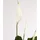 Dehner Air So Pure® Einblatt - Spathipyllum wallisii 'Lauretta', Weiß