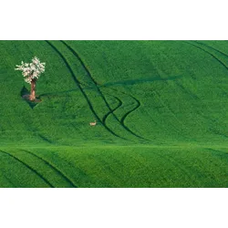 Fototapete PAPERMOON "Feld mit Baum", bunt, B:4,50m L:2,80m, Vlies, Tapeten