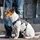 Ferplast Ergotrekking Hundegeschirr Braun S