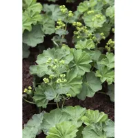 Pflanzen Für Dich Alchemilla mollis, Frauenmantel, grünlich-gelb, ca. 9x9