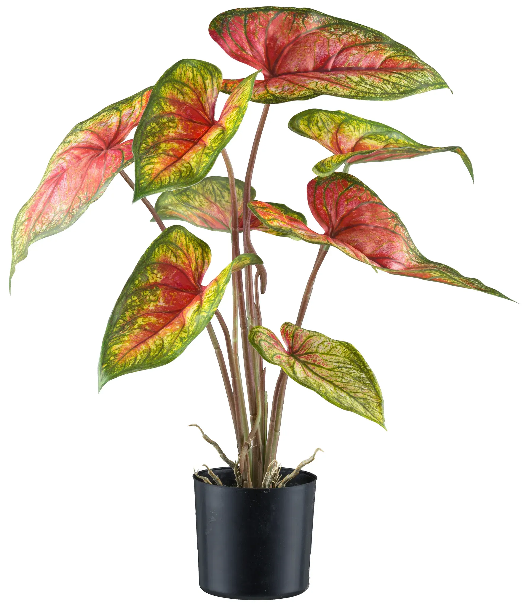 Kunstblume CREATIV GREEN "Caladium", grün (grünrot), H:55cm, Kunststoff, Kunstpflanzen, mit außergewöhnlicher Farbgebung