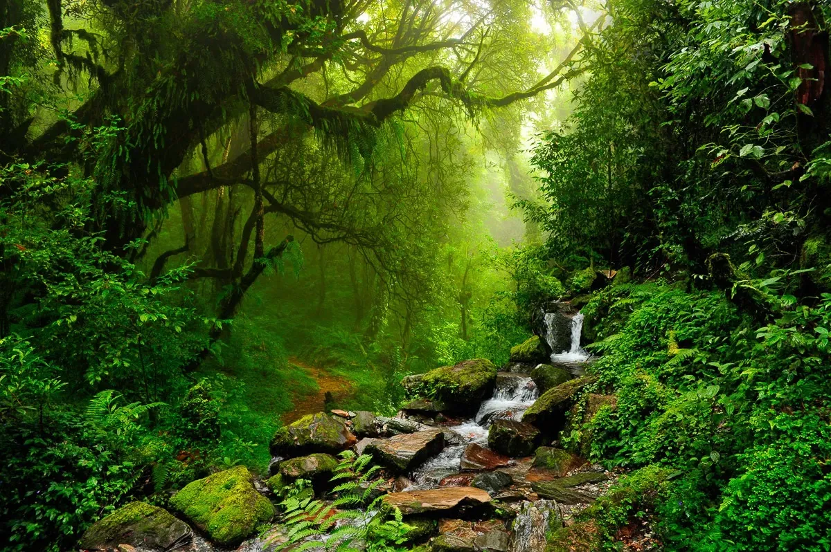 PAPERMOON Fototapete "Subtropischer Dschungel" Tapeten Gr. B/L: 2,5 m x 1,86 m, Bahnen: 5 St., bunt (mehrfarbig) Fototapeten