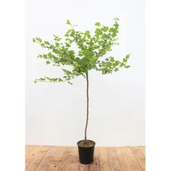 Ribes uva-crispa 'Hinnonmäki gelb', Stachelbeere, gelb, 90 cm Stammhöhe
