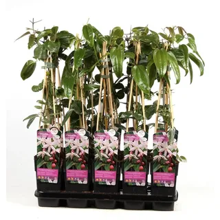 Immergrüne Clematis Armandii 'Apple Blossom' – Kletterpflanze 60-80 cm | Winterhart, Duftend & Schnellwachsend für Sichtschutz & Pergola