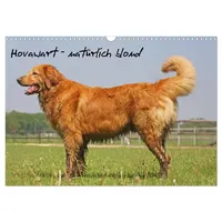 Calvendo Hovawart - natürlich blond (Wandkalender 2026 DIN A3