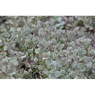 Pflanzen für Dich Staude Sedum cauticola, 1 St., Fetthenne, Mauerpfeffer rosa