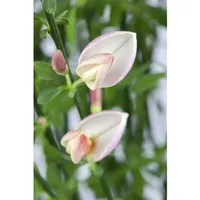 Pflanzen Für Dich Cytisus scoparius 'Moyclare Pink', Besenginster, rosa