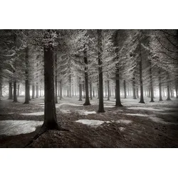 Fototapete PAPERMOON "Photo-Art DRAGISA PETROVIC, DER BEGINN DES WINTERS", bunt, B:2,50m L:1,86m, Vlies, Tapeten