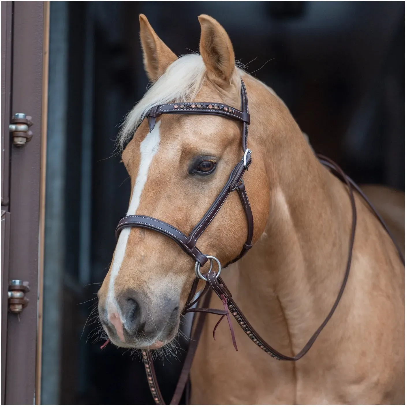 Passion 4Q Sidepull dark brown Cob