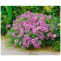 Pflanzen Für Dich Phlox subulata 'Moerheimii', Teppichphlox, rosa, ca.