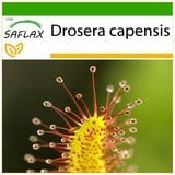 Saflax - Sonnentau - 200 Samen - Mit keimfreiem Anzuchtsubstrat - Drosera capensis