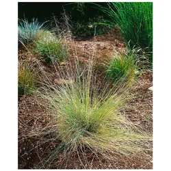 Muhlenbergia capillaris, rosa Blüten, ca. 9x9 cm Topf