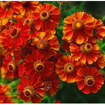 PlantaPro Helenium x cult. 'Flammendes Käthchen' ca. 11x11 cm Topf - Sonnenbraut, leuchtend rote Blüten, Blütezeit Juli-September, ideal für Beete, bienenfreundlich, pflegeleicht
