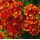 PlantaPro Helenium x cult. 'Flammendes Käthchen' ca. 11x11 cm Topf - Sonnenbraut, leuchtend rote Blüten, Blütezeit Juli-September, ideal für Beete, bienenfreundlich, pflegeleicht