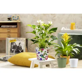 Scheurich Übertopf 808 Ø 21 x 19 cm Curcuma
