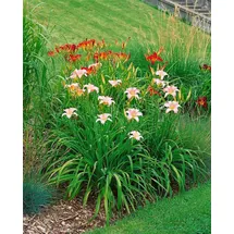 Pflanzen Für Dich Staude Hemerocallis cult. Luxury Lace, 1 St., Taglilie rosa