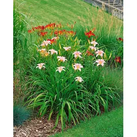 Pflanzen Für Dich Staude Hemerocallis cult. Luxury Lace, 1 St., Taglilie rosa