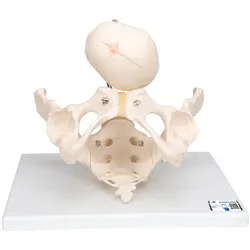 Becken Modell zur Demonstration der Geburt - 3B Smart Anatomy