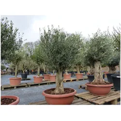 Bonsai Olivenbaum 140 - 160 cm knorrige urige Olive winterhart Olea Europaea Ölbaum