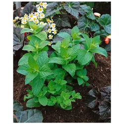 Mentha x piperita 'Mitcham', Pfefferminze, aromatisch, ca. 9x9 cm Topf