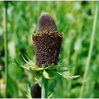 Pflanzen Für Dich Rudbeckia occidentalis 'Green Wizard', schwarz-grün, ca.