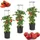 Botle Tomatenpflanze 12 l Ø 30 x 30 cm Schwarz Komplettset