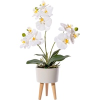Kunstorchidee Orchidee Phalaenopsis in Keramikschale Orchidee Phalaenopsis, Creativ green, Höhe 42 cm, mit Real-Touch-Blüten und auf Füßen weiß