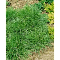 Pflanzen Für Dich Carex flava, Gelb-Segge, ca. 9x9 cm