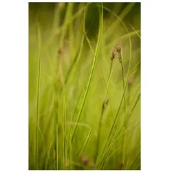 Carex brunnea 'Honeymoon', Ziergras, 2 Liter Container