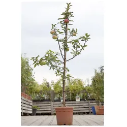 Malus 'Idared', Apfelbaum, 150–200 cm