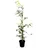 Pflanzen Für Dich Fagus sylvatica 125–150 cm