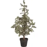 ib laursen Zederbaum im Topf, Höhe 120, Ø 60 cm