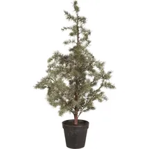 ib laursen Zederbaum im Topf, Höhe 120, Ø 60 cm