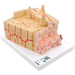 3B MICROanatomyTM Knochenstruktur Modell, 80-fach vergrößert - 3B Smart Anatomy