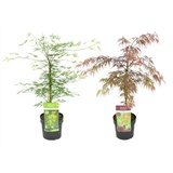 Plant in a Box Japanischer Ahorn - Acer palmatum Garnet 'Emerald Lace' 2er Mischung Höhe 80-90cm