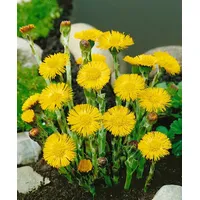 Pflanzen Für Dich Tussilago farfara, Huflattich, gelb, ca. 9x9