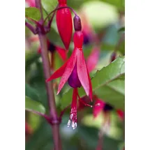 PlantaPro Fuchsia magellanica 'Mrs Popple' 9x9 cm Topf – Winterhart, Mehrjährig, Pflegeleicht – Magellan-Fuchsie – Beet- & Kübelpflanze für Garten & Terrasse