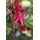 PlantaPro Fuchsia magellanica 'Mrs Popple' 9x9 cm Topf – Winterhart, Mehrjährig, Pflegeleicht – Magellan-Fuchsie – Beet- & Kübelpflanze für Garten & Terrasse