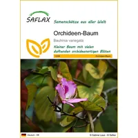 SAFLAX - Orchideen-Baum - 8 Samen - Bauhinia variegata