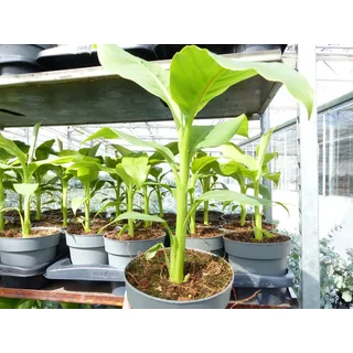 gruenwaren jakubik Bananenstaude Musa Basjoo 60 - 80 cm winterhart Staude japanische Faserbanane