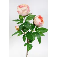 Seidenblumen Roß Pfingstrose Nature 68cm apricot-Peach GA Kunstblumen Seidenblumen