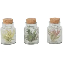 Plant in a Box Tillandsia - Tillandsien im Glasflaschen 3er Mix Höhe 5-15cm