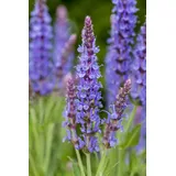 PlantaPro Salvia nemorosa 'Blauhügel' 9x9 cm Topf – Winterhart, Mehrjährig, Pflegeleicht – Steppensalbei – Blühstaude für Beet & Rabatte