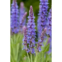PlantaPro Salvia nemorosa 'Blauhügel' 9x9 cm Topf – Winterhart, Mehrjährig, Pflegeleicht – Steppensalbei – Blühstaude für Beet & Rabatte