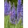 PlantaPro Salvia nemorosa 'Blauhügel' 9x9 cm Topf – Winterhart, Mehrjährig, Pflegeleicht – Steppensalbei – Blühstaude für Beet & Rabatte