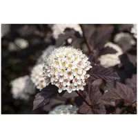 Pflanzen Für Dich Physocarpus opulifolius 'Summer Wine', Blasenspiere, rotlaubig,